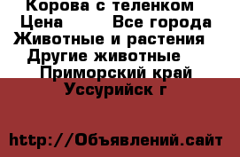 Корова с теленком › Цена ­ 69 - Все города Животные и растения » Другие животные   . Приморский край,Уссурийск г.